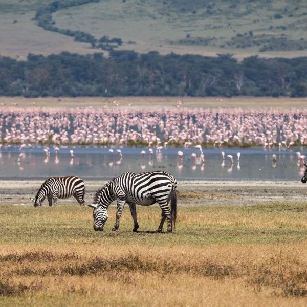 Zèbres et flamants roses dans le cratère du Ngorongoro, Tanzanie