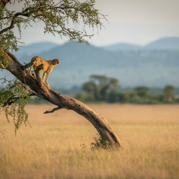 Guépard perché sur un arbre dans la savane, Tanzanie