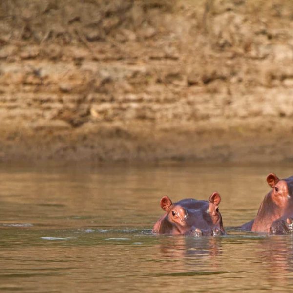 Hippopotames se baignant dans une rivière, Tanzanie